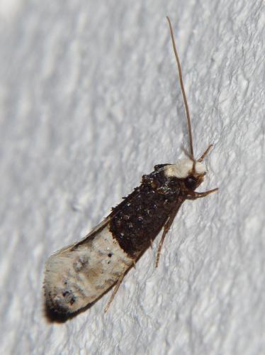 Trichophaga bipartitella